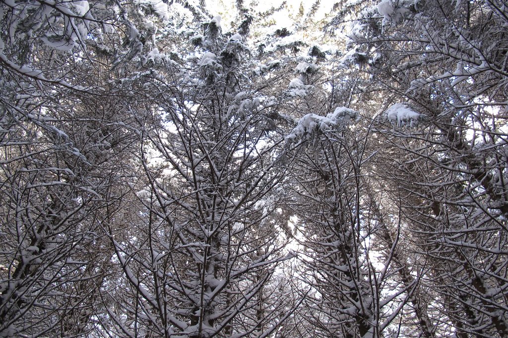 05 ein Blick zu den Baumkronen.JPG